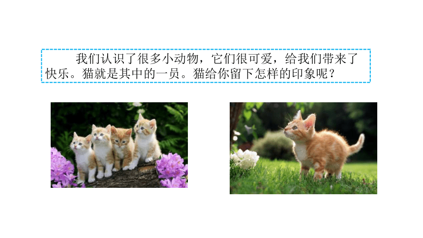 猫PPT课件,探索猫的神秘魅力与多彩生活,猫PPT课件,揭秘猫的神秘魅力与缤纷生活