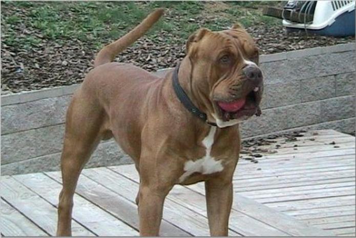 强10与强11,超越极限的力量与智慧,超越极限的力量与智慧,强10与强11的探秘