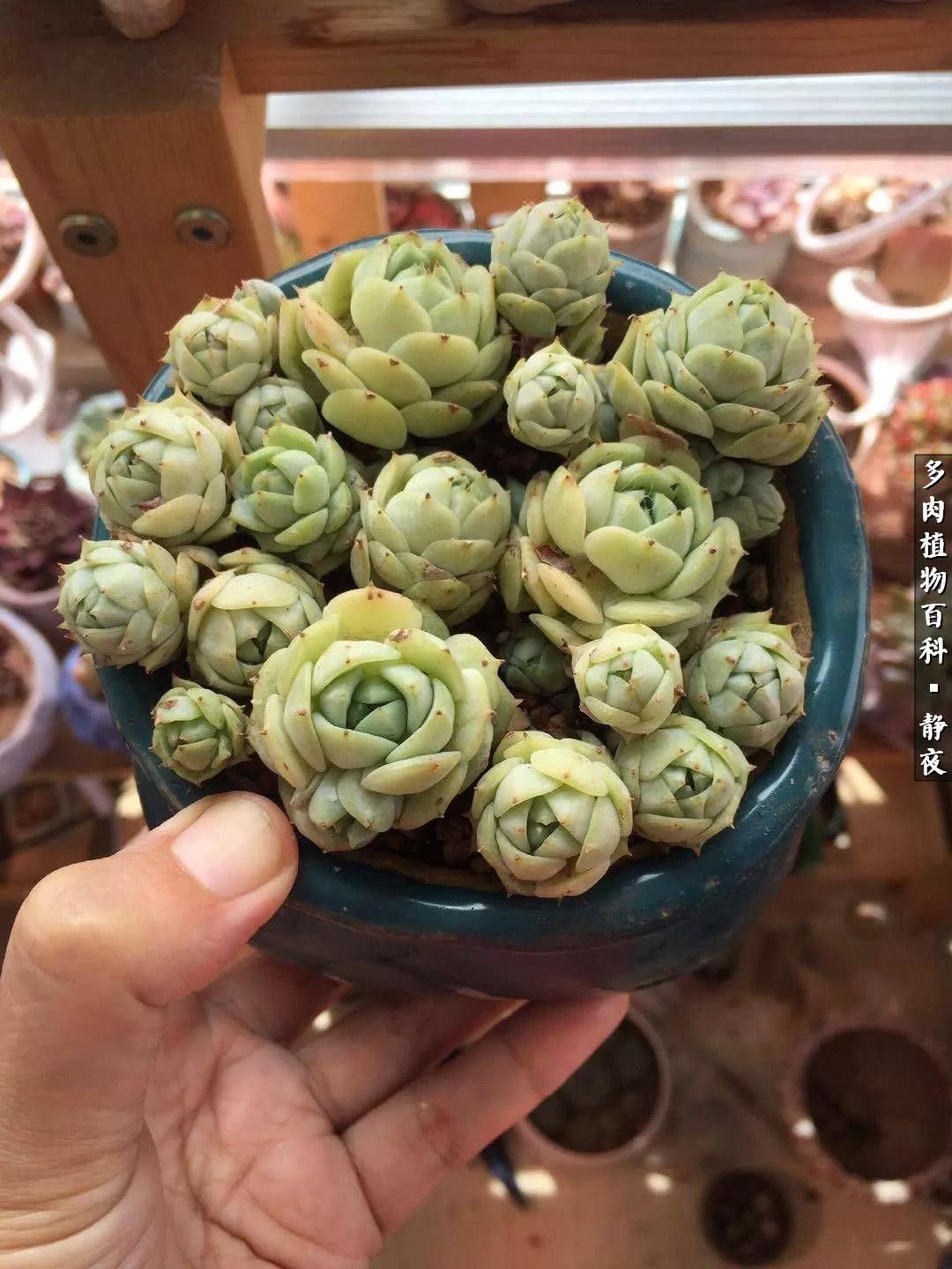 萌少女的恋爱时光，萌少女的恋爱时光记