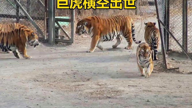 中国一号巨虎,一位传奇人物的探索与解析,中国一号巨虎,传奇人物的探索历程与深度解析