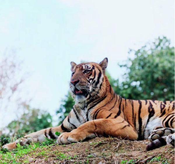 中国一号巨虎,一位传奇人物的探索与解析,中国一号巨虎,传奇人物的探索历程与深度解析