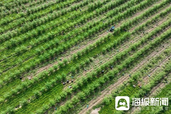 茂密森林中的王者——王一肖,森林霸主,王一肖