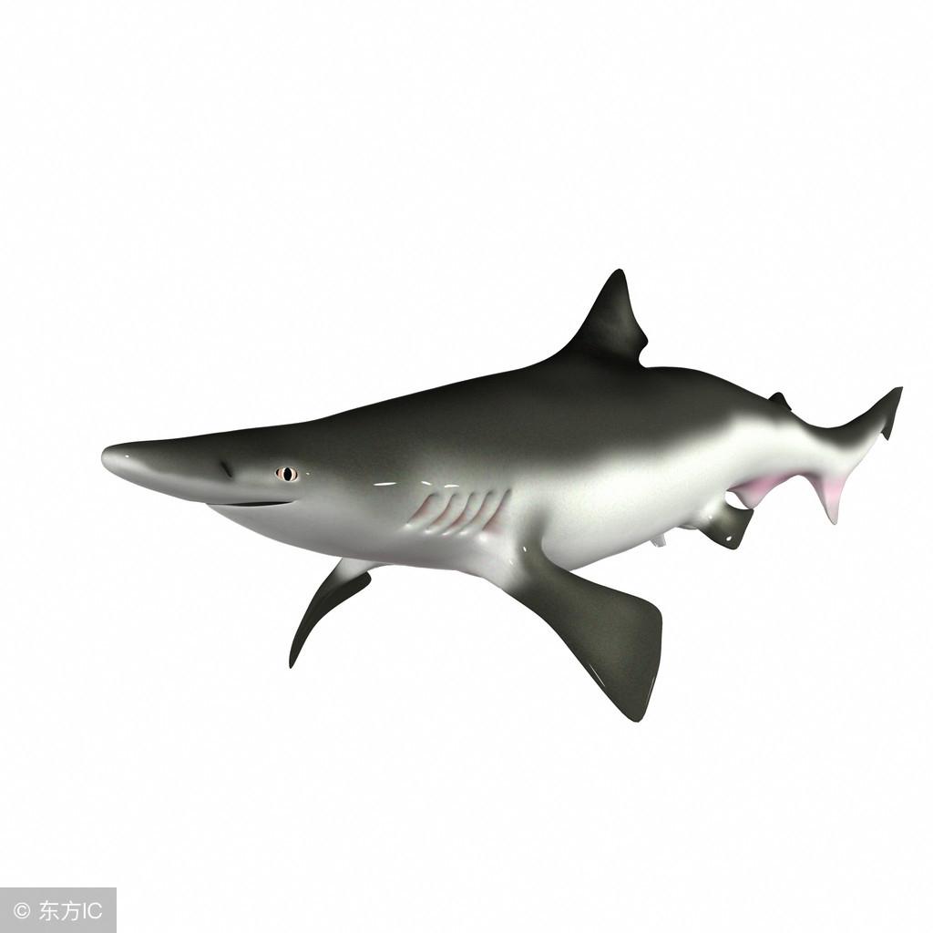 T50战斗机搞笑视频，探索蓝天下的幽默源泉，蓝天下的幽默之源，T50战斗机搞笑视频集锦