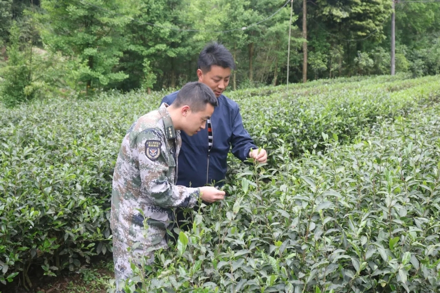 西部战区采购网,构建现代化军事采购体系的关键力量,西部战区采购网,现代化军事采购体系建设的核心力量