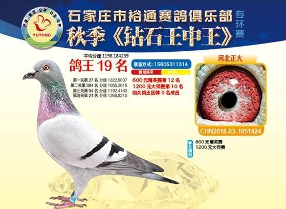 王中王四马一肖,传奇的组合与深藏的奥秘,王中王四马一肖,传奇组合背后的奥秘与故事