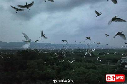 娥鸟战争最新新闻,全球关注的焦点与未来的展望,娥鸟战争最新动态,全球关注焦点与未来展望