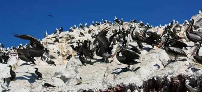 娥鸟战争最新新闻,全球关注的焦点与未来的展望,娥鸟战争最新动态,全球关注焦点与未来展望