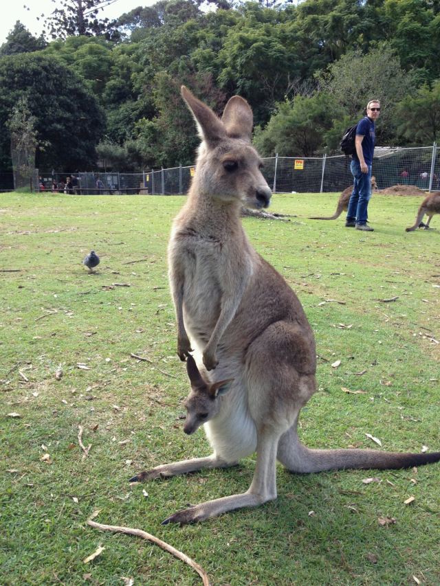 最准一肖一码一一中一特袋鼠妈妈,神秘与魅力的结合,袋鼠妈妈,神秘魅力与精准特码的传奇
