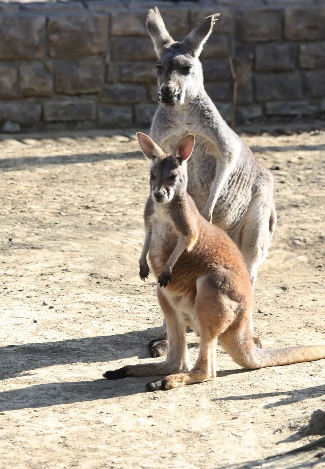 最准一肖一码一一中一特袋鼠妈妈,神秘与魅力的结合,袋鼠妈妈,神秘魅力与精准特码的传奇