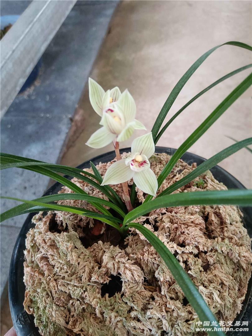 西陆网老三届乐园论坛主题探讨,历史记忆与现代情感的交融之地,西陆网老三届乐园论坛,历史记忆与现代情感的交融平台