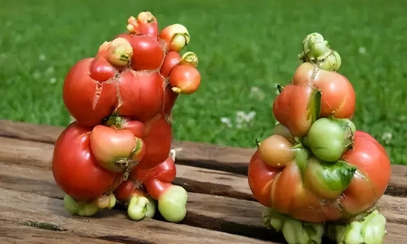 福岛，灾难与重建的交织，福岛，灾难与重建的交织之路