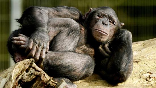 猩猩的生理特征与睾丸，探索生物学中的奥秘，猩猩睾丸生物学，探索生理特征与生物学奥秘