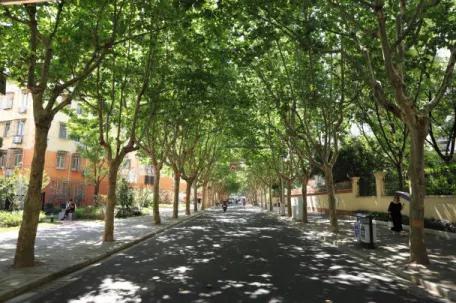 林荫大道与新浪博客，一场文化与技术的交汇，林荫大道与新浪博客，文化与技术的完美交汇