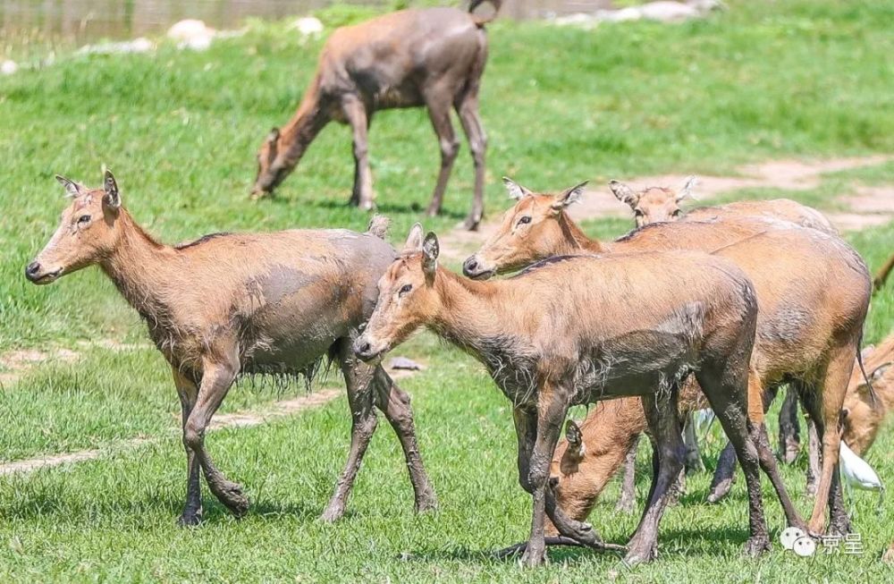 四不像一肖王中王论坛,探索神秘与探讨交流的平台,四不像一肖王中王论坛,神秘探索与互动交流的平台