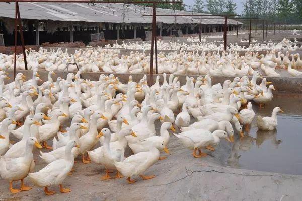 合作模式介绍，共创共赢的新时代策略，共创共赢新时代，合作模式介绍与策略探讨