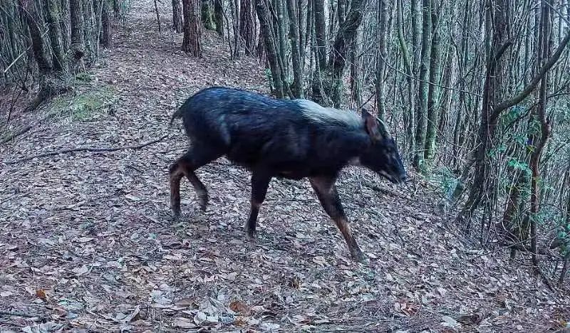 四不像王中王一肖中特的神秘魅力与独特之处，四不像王中王一肖的独特魅力与神秘风采揭秘