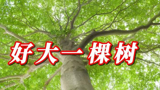 他是好大一棵树,他,一棵高大的树