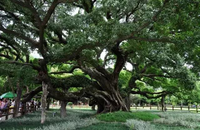 他是好大一棵树,他,一棵高大的树