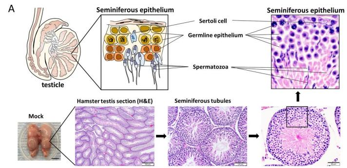 中央新闻发布会关于新冠病毒自限性疾病的真相解读,中央新闻发布会揭秘,新冠病毒自限性疾病真相解读