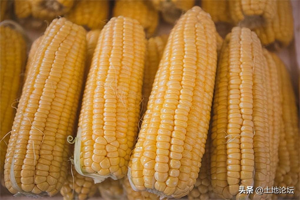 全球关注焦点，2022年世界粮食危机最新消息，全球关注焦点，2022年世界粮食危机最新动态