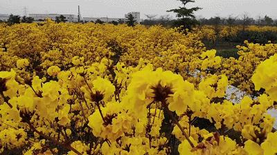 南沙岛礁绿化，重塑海洋生态的壮丽篇章，南沙岛礁绿化，重塑海洋生态的辉煌篇章
