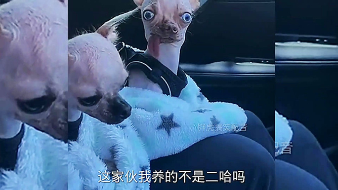 揭秘生肖之谜，王中王四不像猜一肖，揭秘生肖之谜，独特解析揭示王中王四不像的生肖