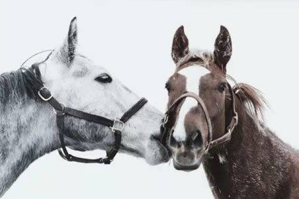 澳门四不像游戏