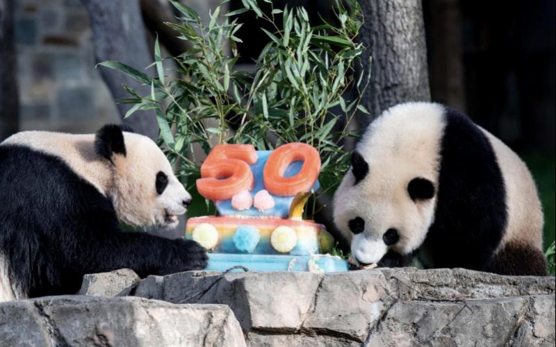 最新消息揭秘，熊猫丫丫是否已经回国？，熊猫丫丫最新消息，是否已回国揭晓？