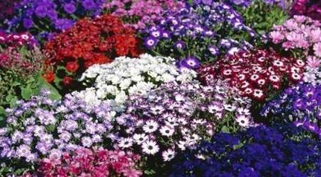 探索神秘的凤凰管家婆,数字世界中的77777与88888的奥秘,凤凰管家婆的神秘数字世界,揭秘77777与88888的奥秘