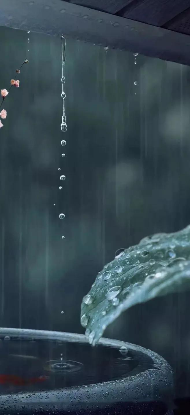 今日雨水图片,自然之美的瞬间捕捉,今日雨水瞬间之美,自然之美的图片捕捉