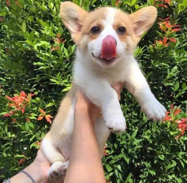 猪狗同行王中王打一肖,一种独特的文化符号与生肖解读,猪狗同行王中王与生肖解读,独特的文化符号探究