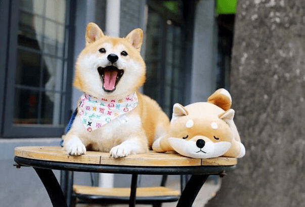 猪狗同行王中王打一肖,一种独特的文化符号与生肖解读,猪狗同行王中王与生肖解读,独特的文化符号探究