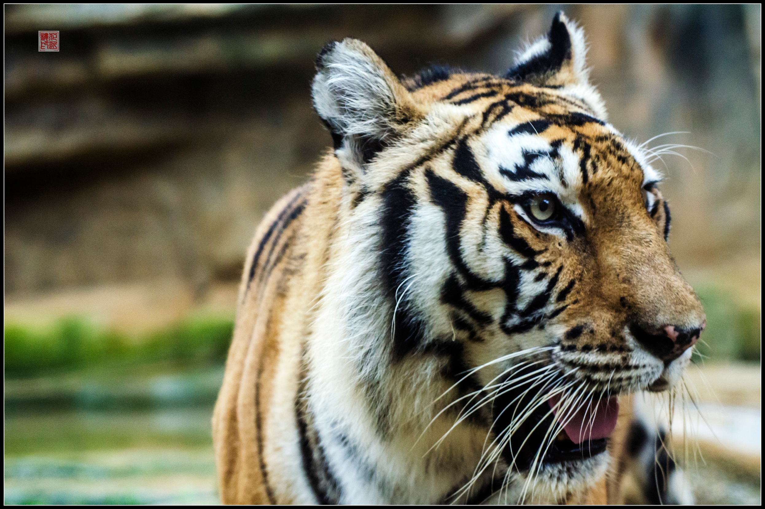 兽中之王王中王——揭秘生肖之王的神秘面纱(以生肖为视角),生肖之王揭秘,兽中之王王中王的神秘面纱(生肖视角探秘)