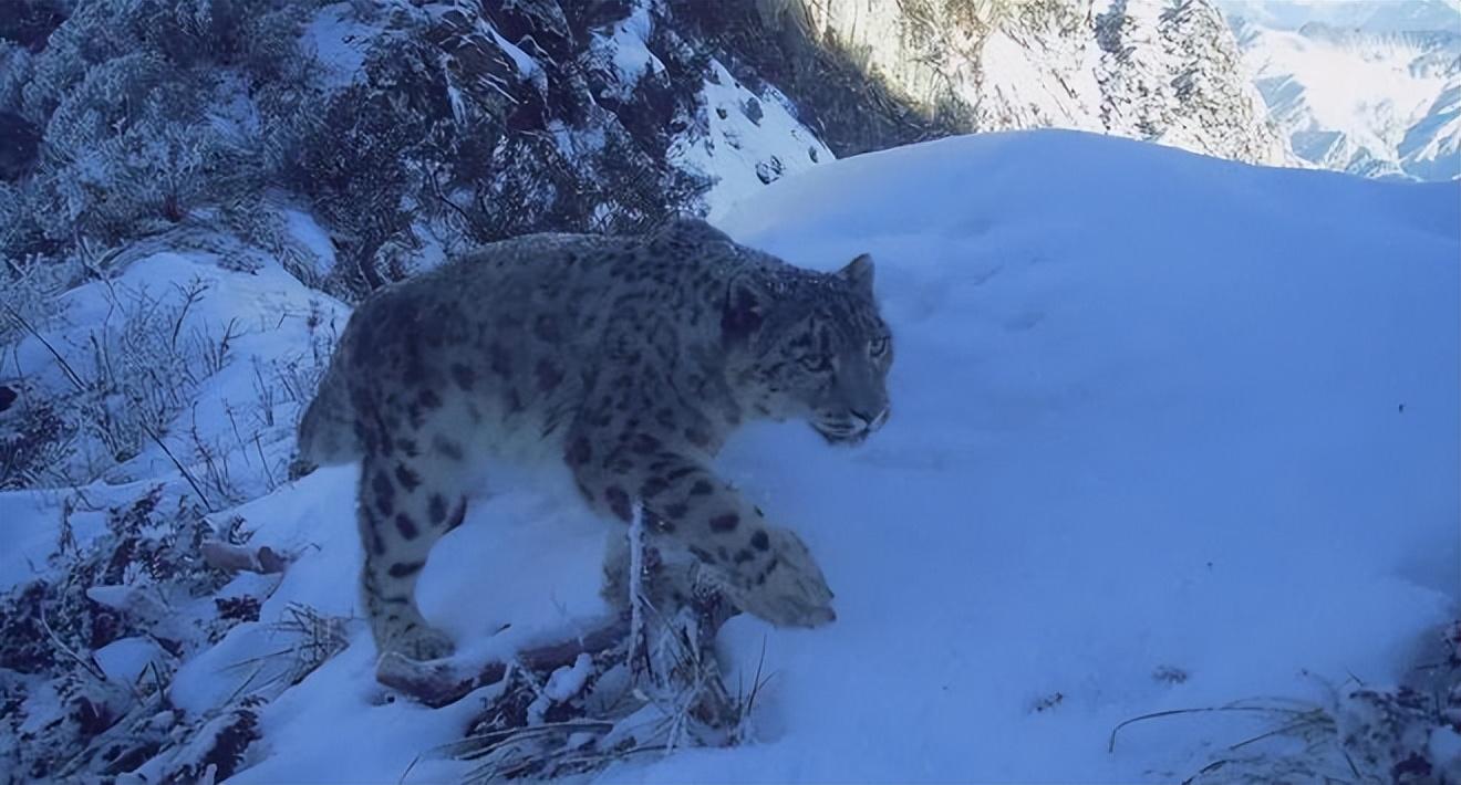 拜城之后再无雪豹——探寻人与自然和谐共生的新境界，拜城之后，人与自然和谐共生新境界中的雪豹踪迹