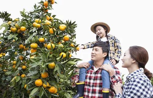 新澳门一码一肖一特一中水果爷爷的独特故事与传奇人生,澳门水果爷爷的独特故事与传奇人生,一码一肖一特一中的传奇经历