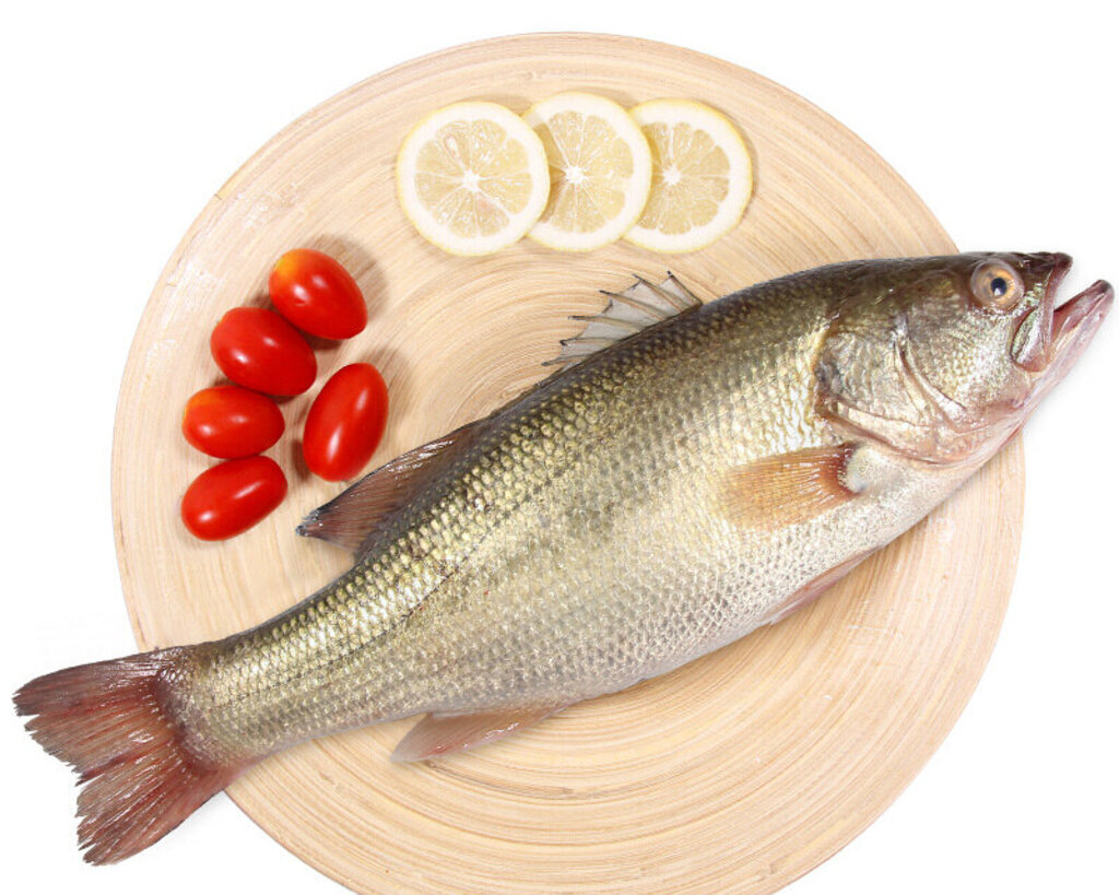 鲈鱼图片,探索鲈鱼的魅力与多彩世界,鲈鱼图片大赏,探索多彩鲈鱼世界的魅力