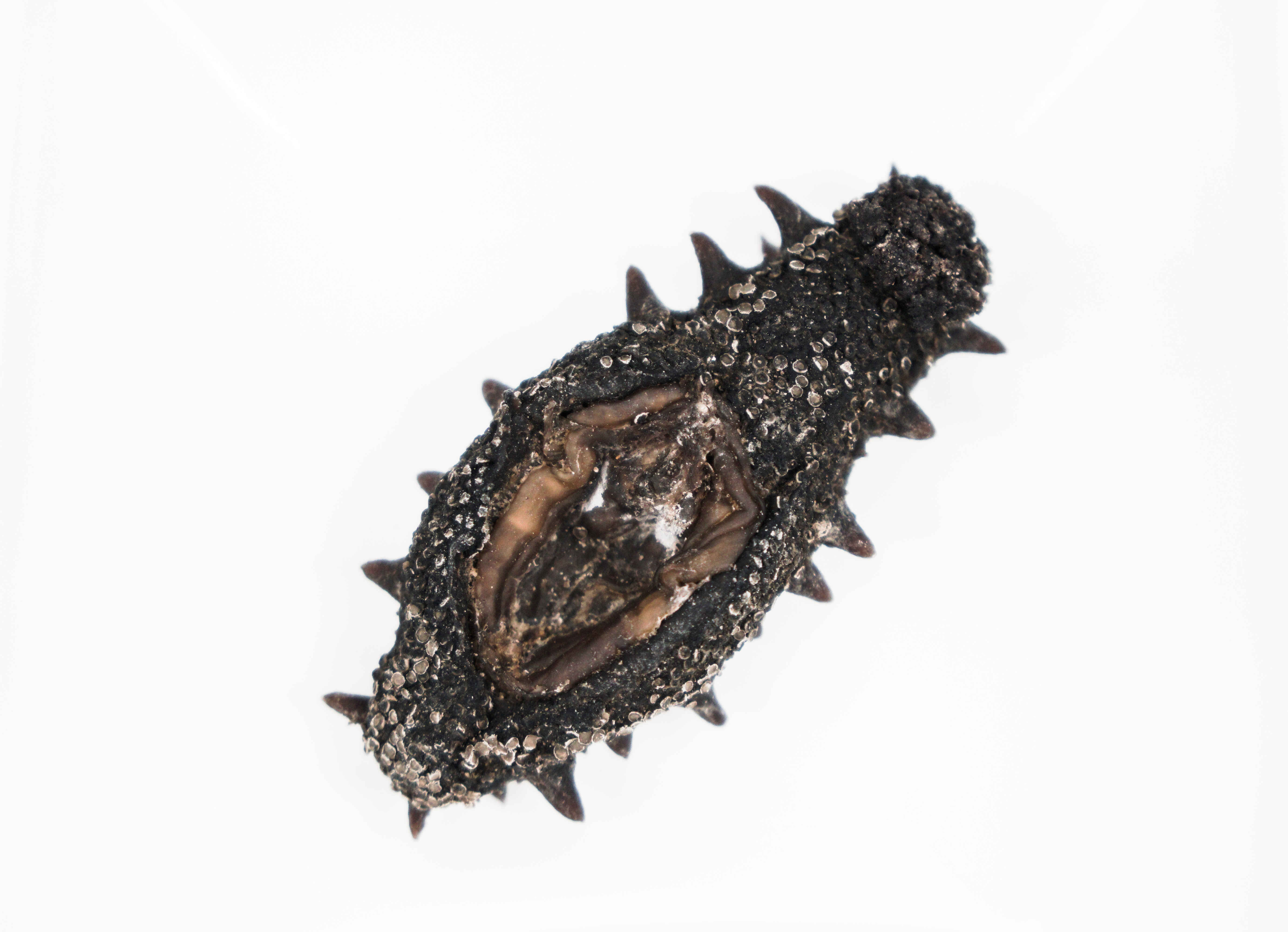 海参,海洋之宝,营养珍品,海参,海洋之宝,营养珍品之王