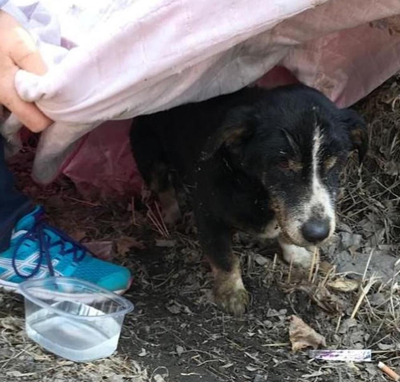 寻找主人的社交app,重塑现代社交方式的新力量,寻找主人的社交app,重塑现代社交方式的新力量源泉