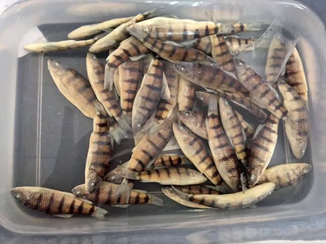 石斑鱼的奥秘与魅力，石斑鱼的奥秘与独特魅力