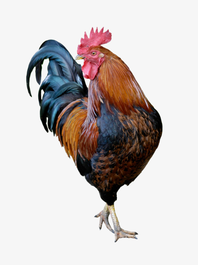 探索未来之门，关于澳门博彩业与数字科技的融合——以澳门鸡号为例（展望至2025年），澳门博彩业与数字科技的融合探索，展望至2025年的未来之门（以澳门鸡号为案例）