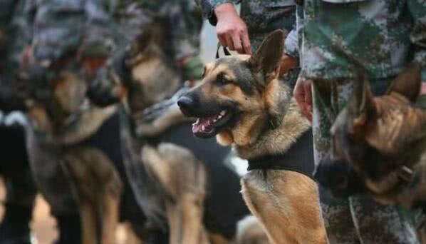 中国军犬,忠诚的守护者,中国军犬,忠诚的守护者之典范