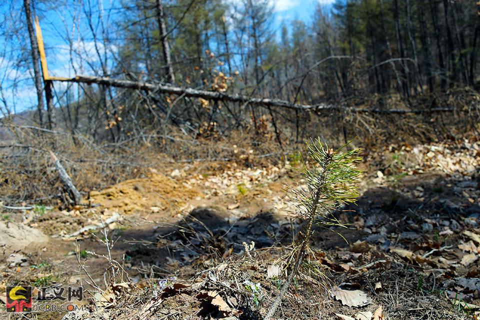 中国空军歼-20王海大队,新时代的空中雄鹰,中国空军歼-20王海大队,新时代空中雄鹰展翅高飞
