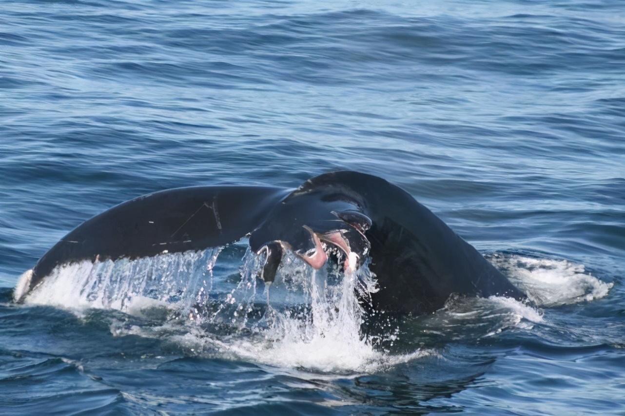 福特航母,揭秘其重量与力量,揭秘福特航母的惊人重量与力量之源