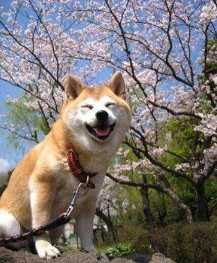 澳门一码一肖一待一中四不像,探索神秘与现实的交汇点,澳门神秘与现实交汇点的探索,一码一肖一待一中四不像