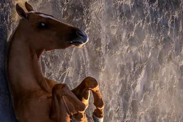 王中王四不象中一肖待马,探索神秘与机遇的交融,神秘与机遇的交融,王中王四不象探秘一肖待马