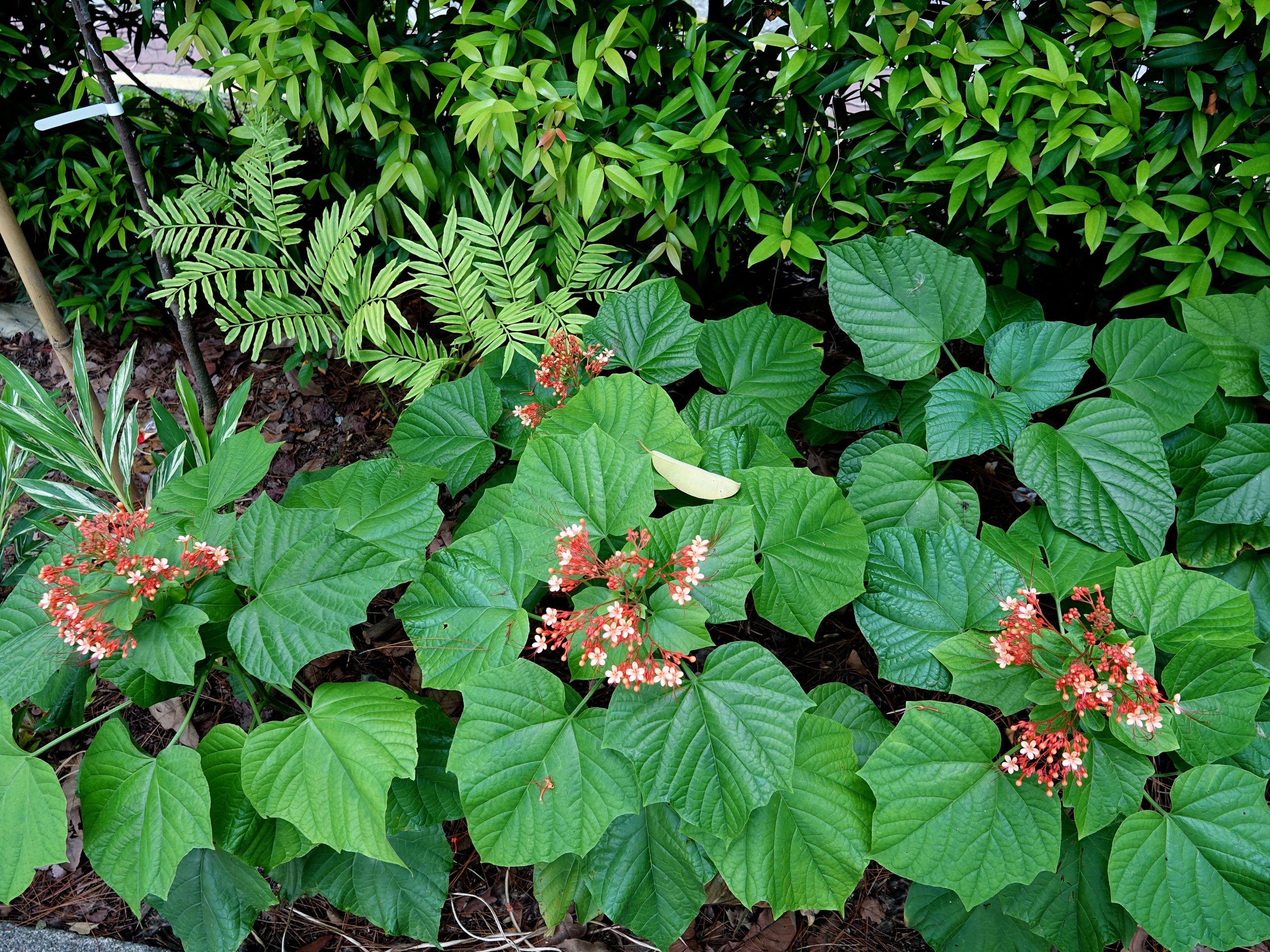 状元红资料网,探索知识的宝库,状元红资料网,知识宝库的探索之旅