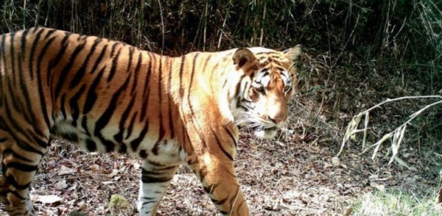 茂密森林中的王者与生肖传奇——探寻王中王打一肖的神秘面纱,森林王者与生肖传奇,揭开神秘王中王打一肖的面纱