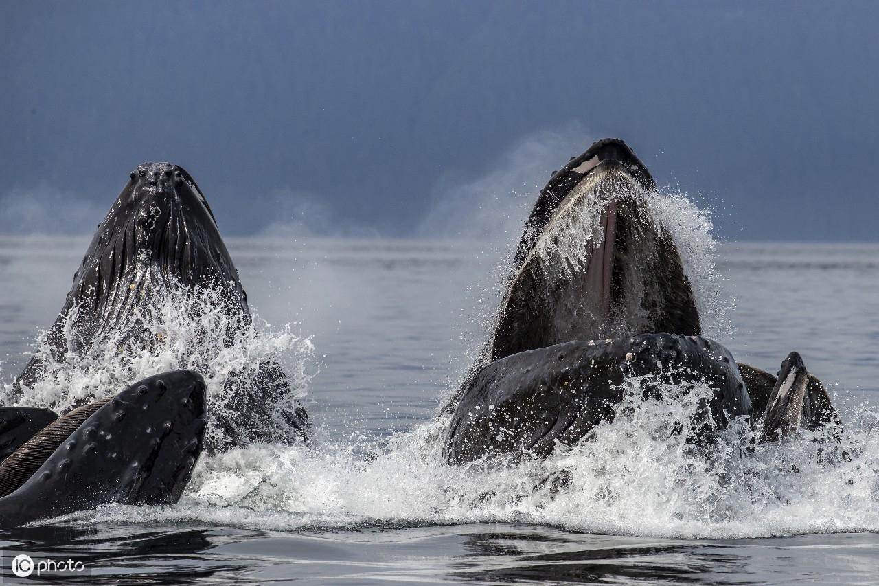 台湾与南海政策,多元视角下的考量与探讨,多元视角下的台湾与南海政策考量与探讨